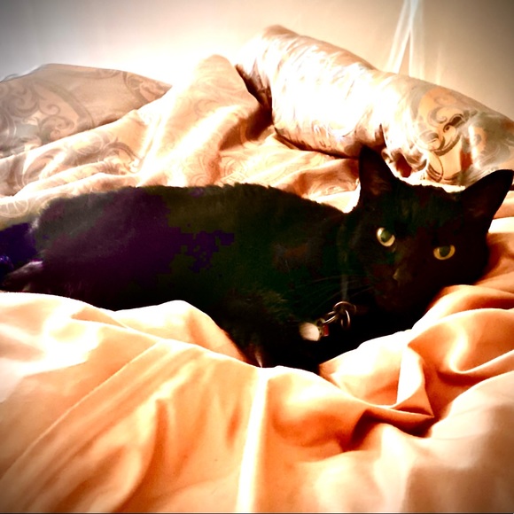 Meet your Posher, Shanna - Picture 4 of 8